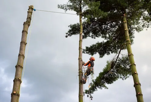 Palm Tree Removal