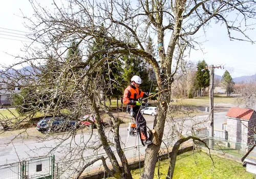 Tree Lopping & Pruning