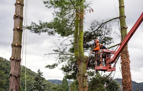 Stump Grinding